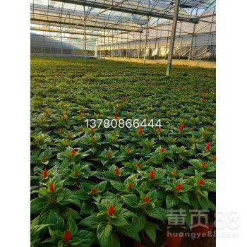 批发切花月季花苗， 48小时发货