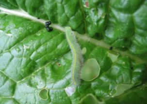 青菜也Ke以种植，但容易招虫子，需要经常灭虫，防虫。
