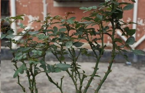 月季花后修剪的重要性