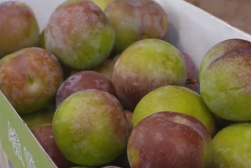 李子树喜阳还是喜阴？阳光李子树，种植指南！