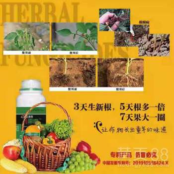 半夏根腐病防治攻略，保障药材健康