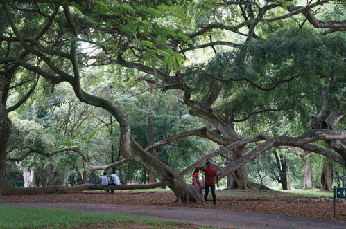 通州王叔用这个配方， 三年没换土照样爆盆