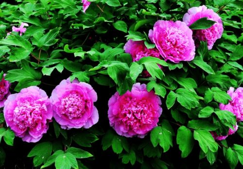 第三招：了解花芽的生长习性