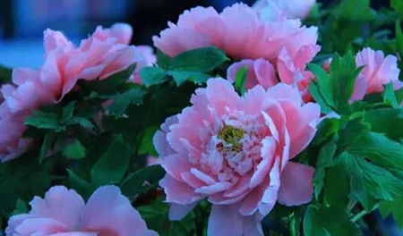 洛阳牡丹花品种有哪些？这些花中哪一种最为名贵
