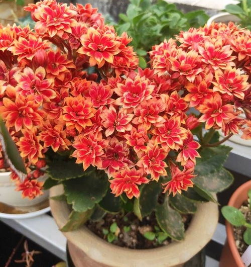 长寿花，一种易养植物