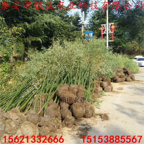 雪松树苗的价格，你了解多少？