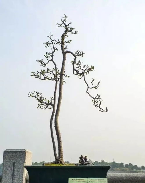 竹子盆景如何选土？适合哪种土壤