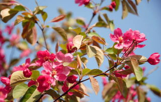 适合早春种植的草种