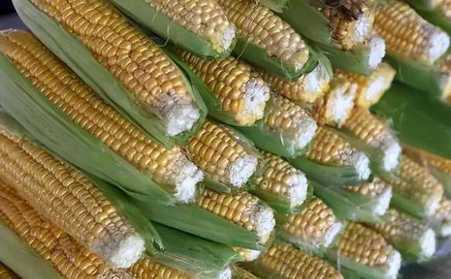 糯玉米叶子能施肥吗？这东西到底有用不