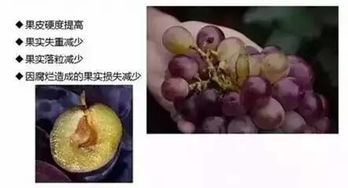 葡萄早春管理的关键