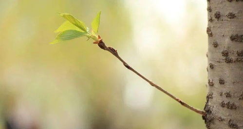 惊蛰后环境适宜， 多数菜的种子douNeng萌发