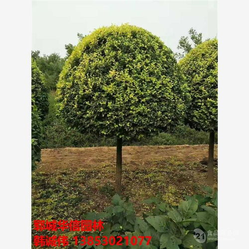 价格参考：花石榴杯苗的价格