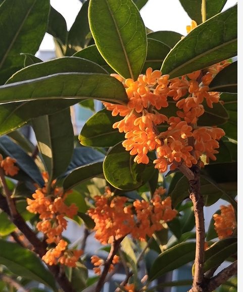 桂花树的美丽传说