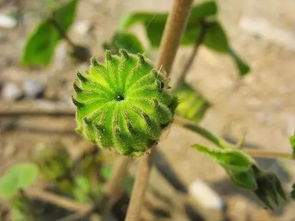 细细绘花蕊部分， 线条交错勾勒出丰富细节