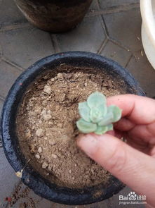 多肉分支移植，如何巧妙拆分