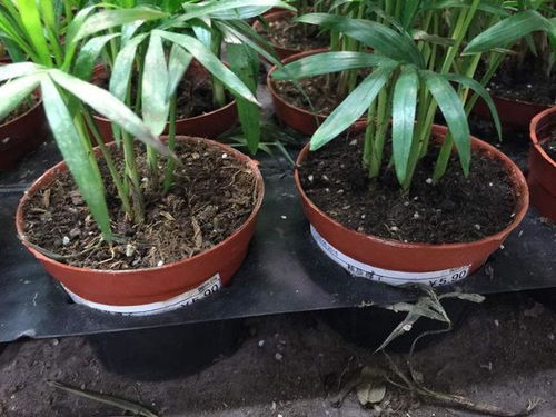 养花心得， 分享给大家