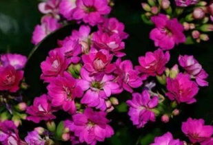 玉树花种植核心：选土、浇水、光照