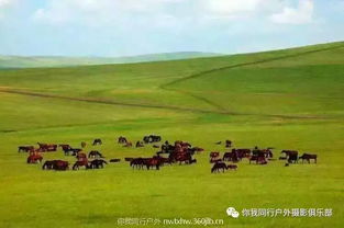 内蒙古锡林郭勒的实测数据， 告诉你冬天嫩割哪些草