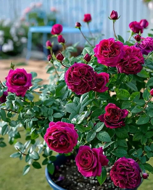 科学施肥， 合理用量