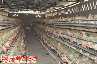 防治蛋鸡输卵管炎，保障产蛋稳定