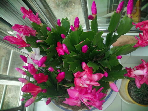 营养不足是蟹爪兰不开花的重要原因