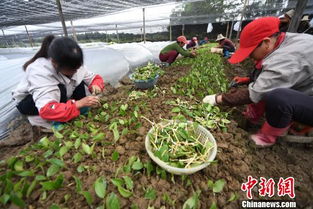 堪见茶农播种， 别急着走开