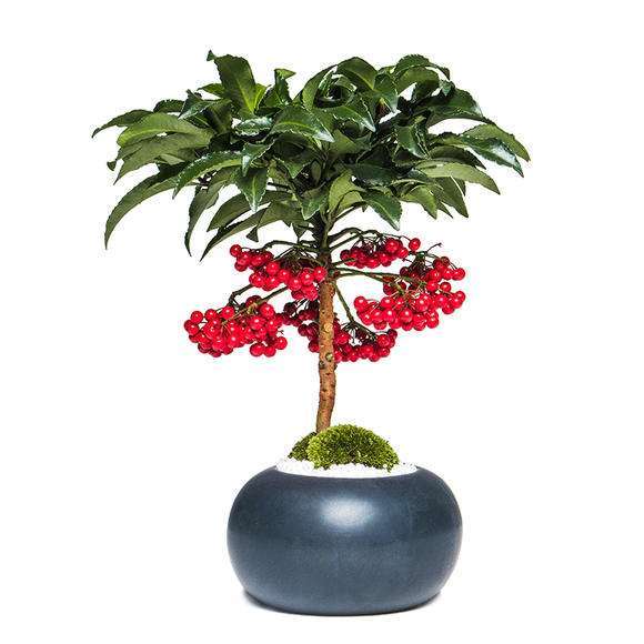 网购富贵籽， 移栽前得晾根