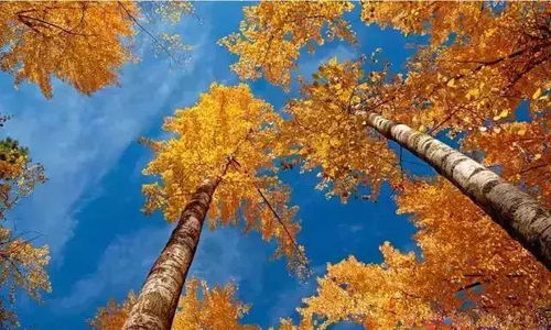 红枫养护指南：高效养殖技巧，打造完美秋季景观