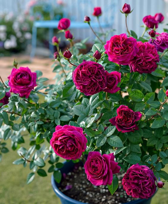 嫁接月季的砧木选择