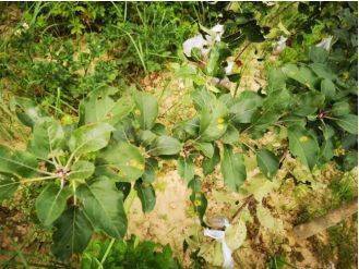 果锈病，怎么来的？