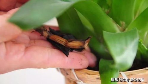 有机肥料养花效果佳，你了解其中的奥秘吗