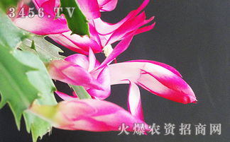 蟹爪兰的生长习性