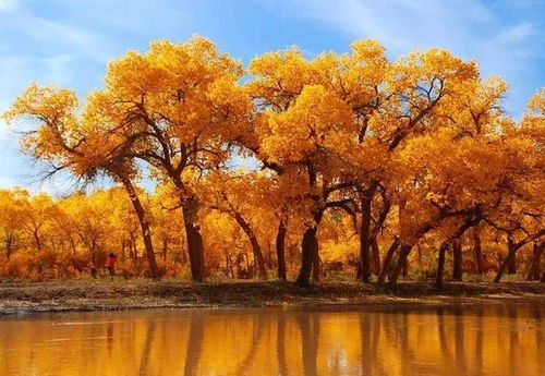 北方秋天五彩斑斓的花园奇观