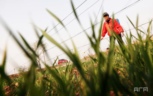 小麦扬花期Neng喷白粉病药吗？