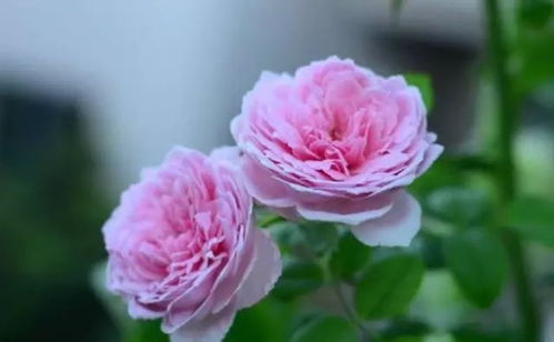 家庭盆栽月季，颜色选择大揭秘！