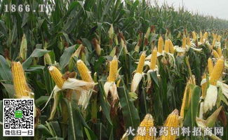 甘肃省目前玉米价格是多少一斤？