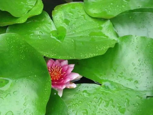 夜来香花图片，这几种夜来香你肯定没见过