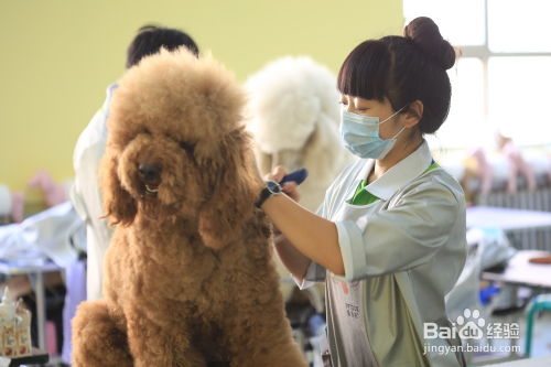 在社区开设小型宠物美容店，为宠物提供专业美容服务
