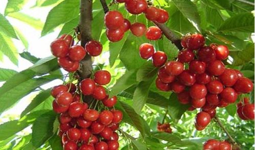 防治樱桃灰霉病的农药