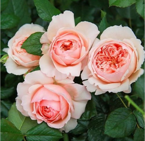 月季花的种植时机