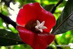 嘴唇花花语中，哪些深层含义揭示了爱情的微妙变化
