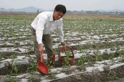 精准施肥管理， 让辣椒枝头挂满硕果