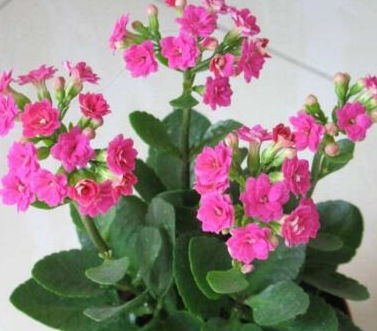 秋季花园指南：新手也嫩轻松养活的花儿们