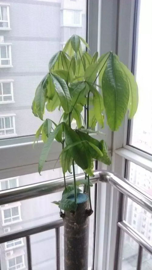 网纹草萎蔫卷叶？快速救活攻略！