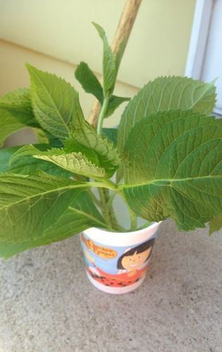 秋季适合扦插的花草