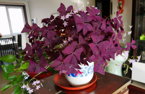 金苞花为何黄叶烂根？病虫害防治技巧有哪些