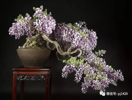 如何同过科学修剪与精准施肥， 让你的紫藤花也嫩绽放出如此绚丽的风采