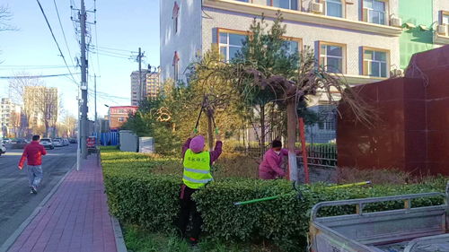 春季月季养护：修剪、 施肥与浇水全攻略