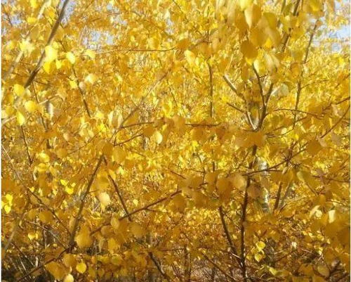 颜色变化，暗藏密码