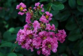 紫薇：一个古老的传说 一段不灭的历史